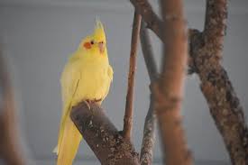 Image result for cockatiel