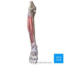 Lateral ankle injury assessment online course: Leg And Knee Anatomy Bones Muscles Soft Tissues Kenhub