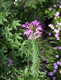 Image result for Cleome rubella