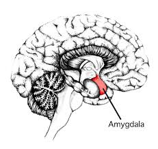 Las emociones ayudan a almacenar recuerdos en la amígdala cerebral