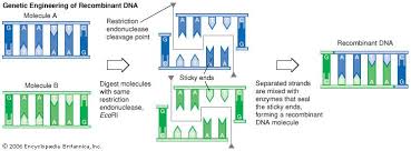 Recombinant Dna Formation Kids Encyclopedia Children S Homework Help Kids Online Dictionary Recombinant Dna Stem Cell Research Stem Cells