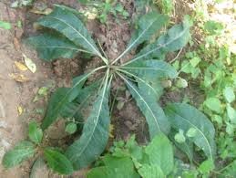Image result for Elytraria acaulis