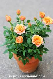 5 powerful rose plant care tips / how to care rose plant. Growing Miniature Roses Indoors Mini Rose Houseplant Care All You Need To Know About Looking After Miniature R Indoor Roses Plant Indoor Roses Planting Roses