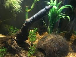 Black Algae In Fish Tank Good Or Bad Black Algae On Driftwood My Aquarium Club