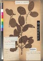 Image result for Pouteria altissima