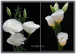 Lisianthus Lalegul Bakimi Yetistirilmesi Sayfa 5 Cicek Bahce Duzenleme