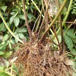 Image result for Pteris atrovirens