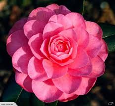 Camellia Waterlily Double Pink Formal Flowers Flowers Flowers For Sale Bulbs And Seeds