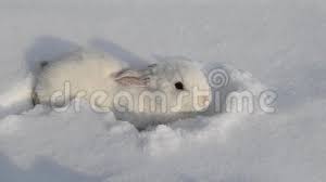 Sold by the gaming broker (us seller) and ships from amazon fulfillment. White Fluffy Rabbit On White Snow In Winter Little White Bunny Stock Footage Video Of Adapting Animals 155271838