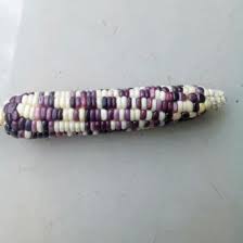 Maybe you would like to learn more about one of these? Jual Produk Jagung Hitam Putih Termurah Dan Terlengkap Agustus 2021 Bukalapak
