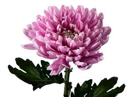 Image result for Criscianthus