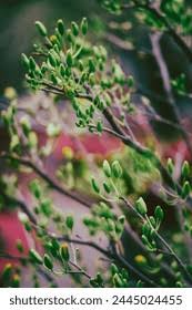 Image result for Ochna kirkii
