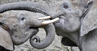 This survey is not simple, alteast 4 me it isn't. Do Elephants Have Souls The New Atlantis