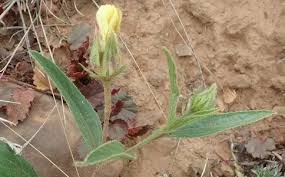 Image result for Hibiscus aethiopicus