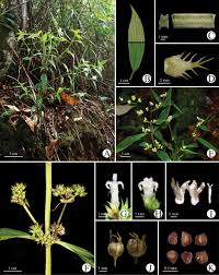 Image result for Agathisanthemum bojeri