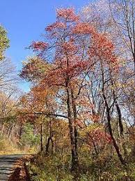 Flowering dogwood is a small to medium woodland understory tree, native throughout most of the eastern united states. Cornus Florida Wikiwand