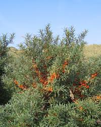 Image result for Hippocratea buchananii