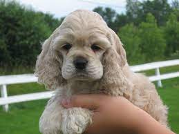 Cocker Spaniel Baby Charles Cocker Spaniel Puppies American Cocker Spaniel Spaniel Puppies
