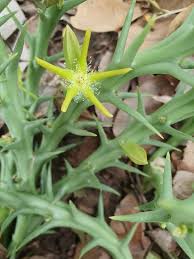 Image result for Orbea lugardii