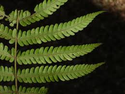 Image result for Christella hispidula