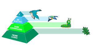 Virginia standards of learning science sol 3.5, the student will investigate and understand relationships among organisms in. Pyramids Of Numbers Woodland Food Chains The Rspb