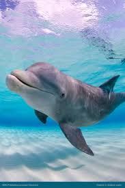 Dolphin In Shallow Water Dolphin Photos Dolphins Animal Photo