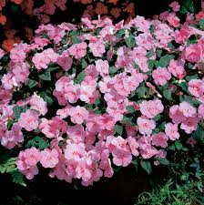 Image result for Impatiens keilii