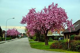 Prolific double pink blooms burst into display in early spring. Cheap Cherry Blossom Trees Are For Sale And They Look Beautiful