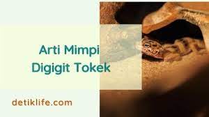 Tafsir mimpi tsunami menurut primbon, islam, dan psikologi. Arti Mimpi Digigit Tokek Menurut Islam Detiklife