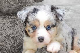 About ohio valley australian shepherds. Mini Aussiedoodle Puppies For Sale