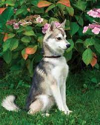 24 Alaskan Klee Ka Ideas Alaskan Klee Kai Cute Puppies Cute Dogs