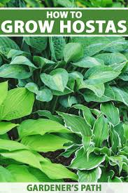 When hostas are too big for a space, they should be divided. How To Grow And Care For Hostas Plantain Lilies Gardener S Path