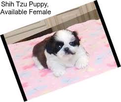 Dogs are part of our lives. Companion Dogs Shih Tzu For Sale In Nebraska Agriseek Com