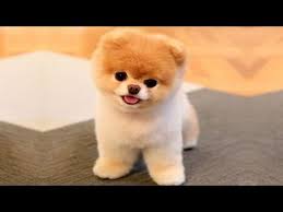 Top 10 Dog Cute Type Youtube