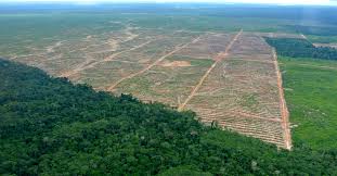 The plantations segment includes seed nursery, planting, harvesting, collecting and milling. Fact Check Nestle Palm Oil Is Not Sustainable Rainforest Rescue