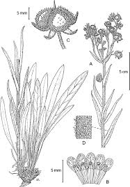 Image result for Cynoglossum coeruleum