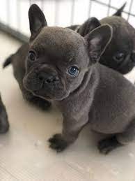 We are located in pottstown, pennsylvania where we are surrounded by open fields, thick forest and frolicking frenchie's. French Bulldog Puppies For Sale Jersey City Nj 278551