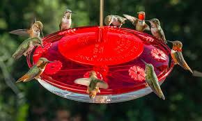 Check spelling or type a new query. Top 20 Best Hummingbird Feeders Reviewed And Rated In 2021