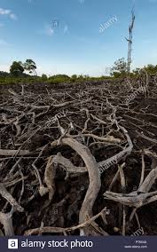 Walaupun telah 10 tahun berlalu, tsunami 2004 masih segar dalam ingatan penduduk pulau pinang. Tsunami 2004 Stockfotos Und Bilder Kaufen Alamy