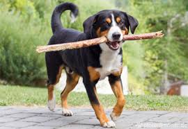 In den letzten jahren ist vor allem der. á… Appenzeller Sennenhund Verhalten Charakter Haltung