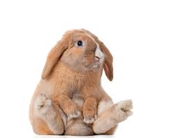 10 Reasons Rescued Rabbits Rule Petfinder