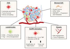 Mesothelioma, tumor that arises from the sheet of cells known as the mesothelium, which lines body cavities and forms the pleura and peritoneum tissue . Microenvironment And Immunology Of The Human Pleural Malignant Mesothelioma Springerlink