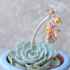 We guarantee plant's safe arrival otherwise we will refund or send you a replacement plant. How Beautiful Are These Flowers Orange On The Inside And Pink On The Outside The Perfect Contrast To A Powdery Blue Succul Blue Succulents Succulents Plants