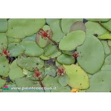 Image result for Brasenia schreberi