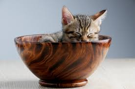 Today's common wisdom about cat foods. Cat Food Advisor Revealed How To Choose The Best Cat Food