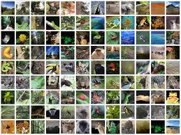 While covering less than 6 percent of earth's surface. Biodiversity In Rainforests