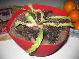 We did not find results for: What Happen To My Bird Nest Fern
