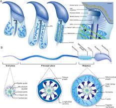 These fibers are distinguished by their size with microtubules being the thickest and microfilaments being the thinnest. The Cytoskeleton In Spermatogenesis In Reproduction Volume 157 Issue 2 2019