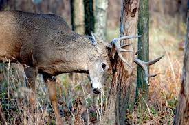How To Hunt The Phases Of The Rut