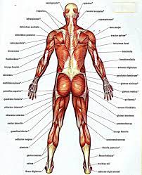 Muscle spasms, the tension in muscles, damaged or slipped disks, strained muscles/ligaments, injuries, falls, and fractures. Human Anatomy Charts Google Search Human Body Anatomy Human Anatomy Chart Muscle Diagram